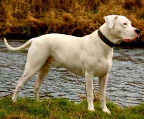 Gao Dogo Argentino - Dog Breeders