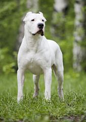Dogo Valley-Valiente Dogo - Dog Breeders