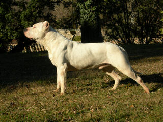 pride of argentina - Dog Breeders