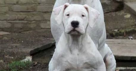 Debonair Dogo Argentinos, Argentine Dogos, Argentinian Mastiff Available Dogo Puppies Now - Dog Breeders