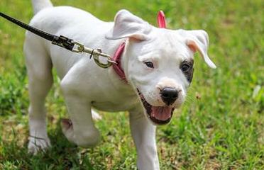 Legend Dogo Argentinos / Argentine Dogo - Dog Breeders