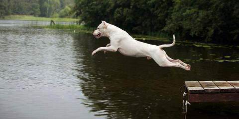 Gao Dogo Argentino - Dog and Puppy Pictures