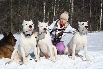 Dogo Argentino/ Argetinian Mastiff - Dog and Puppy Pictures