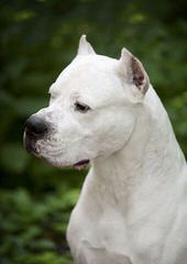 La Historia Dogo Argentino Available Dogs And Pups - Dog and Puppy Pictures