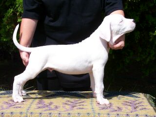 Dogo Valley-Valiente Dogo - Dog Breeders