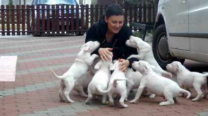 Dogo Argentino/ Argetinian Mastiff - Dog and Puppy Pictures