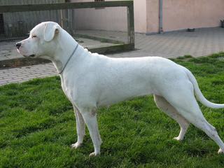 La Historia Dogo Argentino Available Dogs And Pups - Dog Breeders