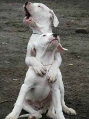 DOMINATION DOGOS - Dog Breeders