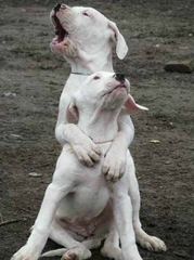 Dogo Valley-Valiente Dogo - Dog and Puppy Pictures