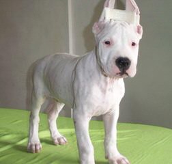 Lirio Blanco Dogos Argentinos - Dog Breeders