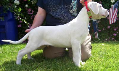 De Los Polleo Puppies  Born, June 16Th  3 Males & 4 Females - Dog Breeders