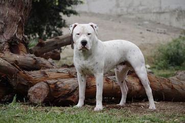 Lirio Blanco Dogos Argentinos - Dog Breeders