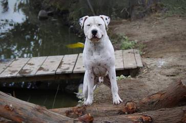 Dogos of Glennmeadows - Dog Breeders