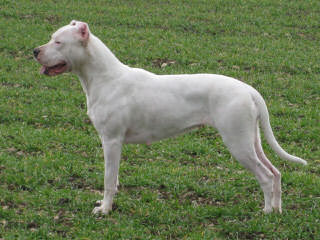 Lirio Blanco Dogos Argentinos - Dog Breeders