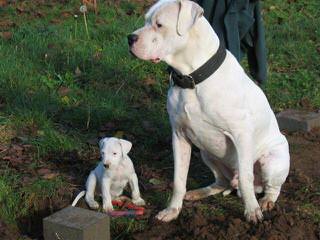 Élevage (Kennel) Igashu - Dog Breeders