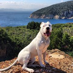 La Historia Dogo Argentino Available Dogs And Pups - Dog and Puppy Pictures