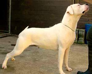 Legend Dogo Argentinos / Argentine Dogo - Dog and Puppy Pictures