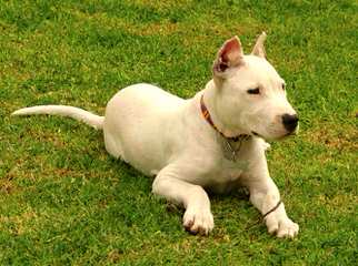 Gao Dogo Argentino - Dog Breeders