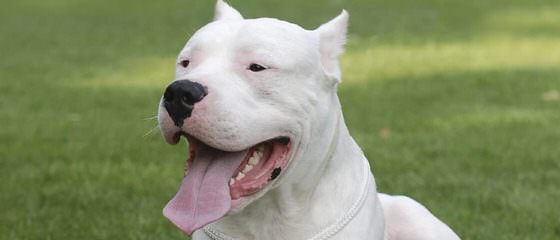 La Historia Dogo Argentino Available Dogs And Pups - Dog Breeders