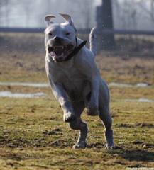 Élevage Dogue de la Rivière - Dog and Puppy Pictures