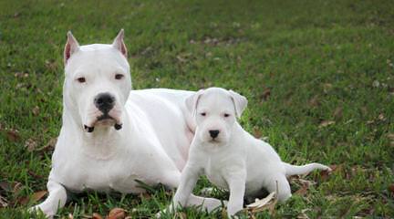 Dogo Argentino/ Argetinian Mastiff - Dog Breeders