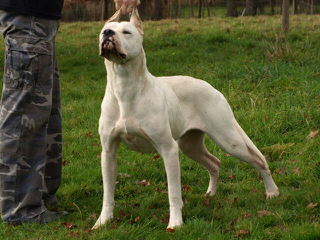 Lirio Blanco Dogos Argentinos - Dog and Puppy Pictures