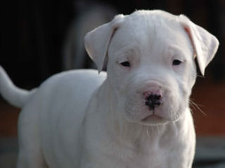 De Los Polleo Puppies  Born, June 16Th  3 Males & 4 Females - Dog Breeders