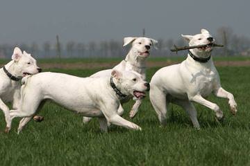 De Los Polleo Puppies  Born, June 16Th  3 Males & 4 Females - Dog Breeders