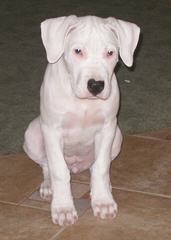 La Historia Dogo Argentino Available Dogs And Pups - Dog Breeders