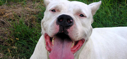 La Historia Dogo Argentino Available Dogs And Pups - Dog Breeders
