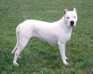 Dogo Argentino/ Argetinian Mastiff - Dog Breeders