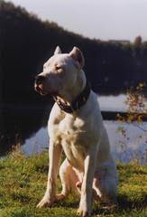 Legend Dogo Argentinos / Argentine Dogo - Dog Breeders