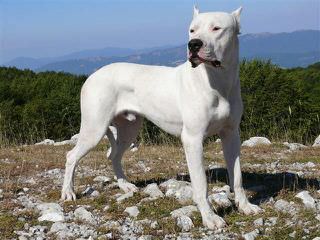 Gao Dogo Argentino - Dog and Puppy Pictures