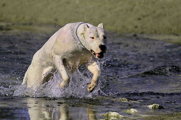 pride of argentina - Dog and Puppy Pictures