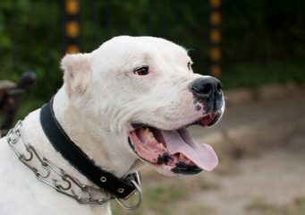 Lirio Blanco Dogos Argentinos - Dog and Puppy Pictures