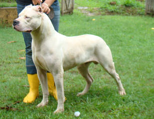 Dogos of Glennmeadows - Dog Breeders