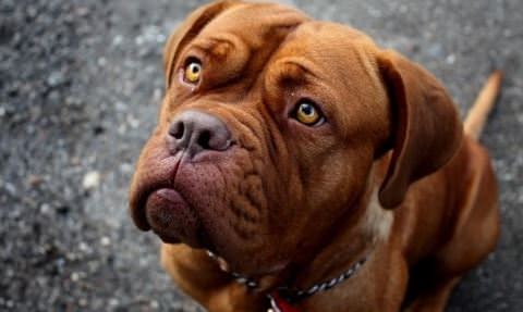Dogue De Bordeaux Dogs and Puppies