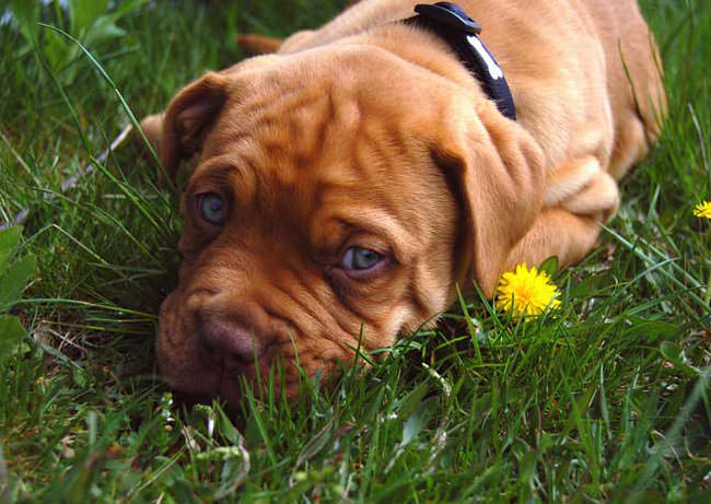 Dogue De Bordeaux Dogs and Puppies