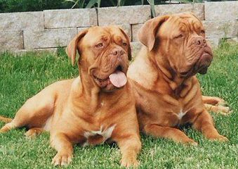 Red Dog Ridge Dogue De Bordeaux - Dog Breeders