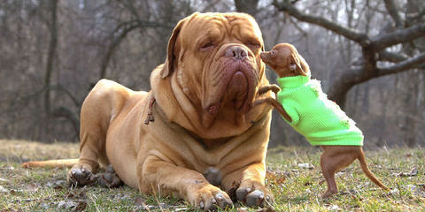 Charles River Dogue De Bordeaux - Dog and Puppy Pictures