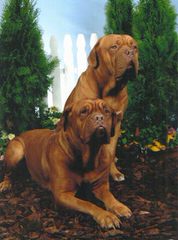 Heritage Bordeaux in Ohio - Dog Breeders