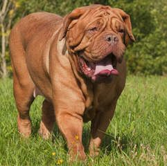 Big Daddy Dogue de Bordeaux - Dog Breeders