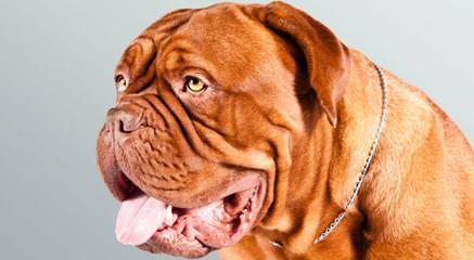 Big Daddy Dogue de Bordeaux - Dog Breeders