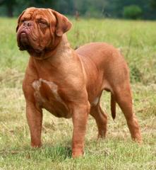 Bay Harbor Dogue de Bordeaux - Dog and Puppy Pictures