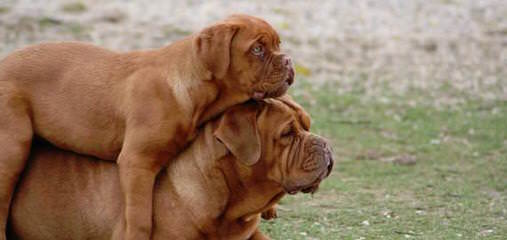 Super Dogue De Bordeaux For Sale - Dog and Puppy Pictures