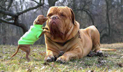 PARKAVE DOGUE DE BORDEAUX - Dog and Puppy Pictures