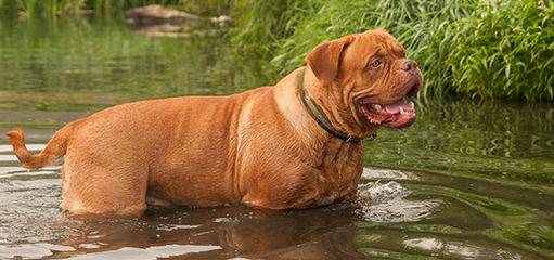 Low Country Bordeaux - Dog and Puppy Pictures