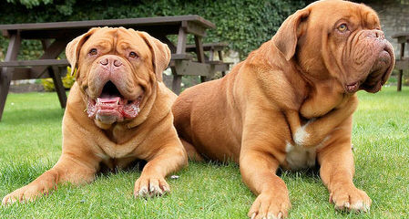 LEONADOS DEL PARANA - Dog Breeders