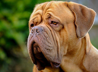 Super Dogue De Bordeaux For Sale - Dog Breeders