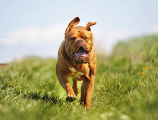 Dogue De Bordeaux/Rottwieler - Dog Breeders